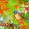 Lovely Robin In Autumn Diamond Painting