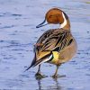 Northern Pintail Bird Diamond Painting