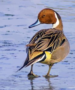 Northern Pintail Bird Diamond Painting