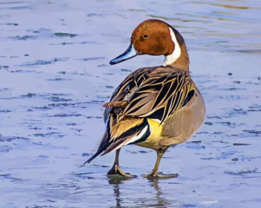 Northern Pintail Bird Diamond Painting