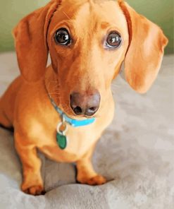 Red Dachshund Diamond Painting