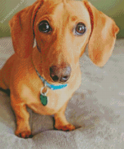 Red Dachshund Diamond Painting