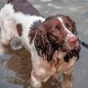 Springer Spaniel In Water Diamond Painting