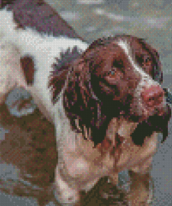 Springer Spaniel In Water Diamond Painting