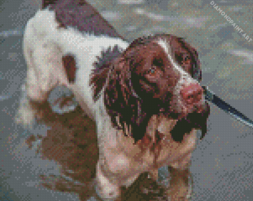 Springer Spaniel In Water Diamond Painting