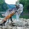 Wolf And Fox Animals Diamond Painting