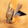 American Robin Flying Diamond Painting