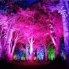 Colorful Forest Light Diamond Painting