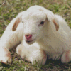 Cute Little Lamb Diamond painting