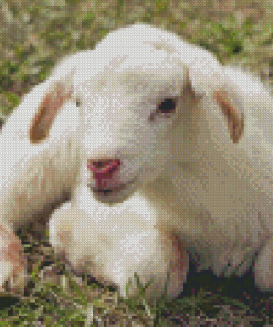 Cute Little Lamb Diamond painting