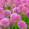 Pink Allium Flowering Plant Diamond painting