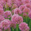 Pink Allium Flowering Plant Diamond painting