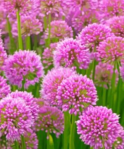 Pink Allium Flowering Plant Diamond painting