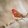 Purple Finch On Stick Diamond Painting