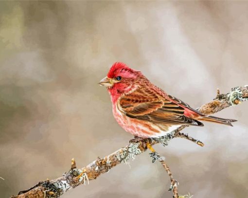 Purple Finch On Stick Diamond Painting