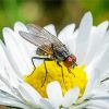 White Fly On The Flowers Diamond Painting