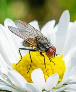 White Fly On The Flowers Diamond Painting