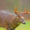 Adorable Deer In Rain Diamond Painting