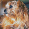 Blonde Shorkie Dog Diamond Painting