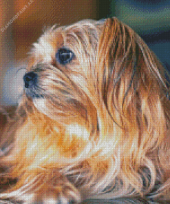 Blonde Shorkie Dog Diamond Painting