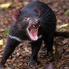 Wild Tasmanian Devil Diamond Painting