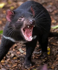 Wild Tasmanian Devil Diamond Painting