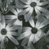 Aesthetic Black And White Flowers Diamond Painting