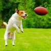 Aesthetic Dog Football Diamond Painting