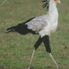 Aesthetic The Secretarybird Diamond Painting