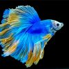 Blue Siamese Fighting Fish Diamond Painting