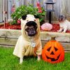 Cute Halloween Pug Diamond Painting