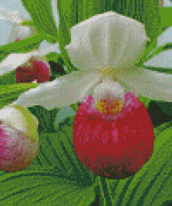 Lady Slipper Illustration Diamond Painting