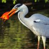 Aesthetic Great Blue Heron With Fish Diamond Painting