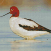 Avocet Birds Diamond Painting