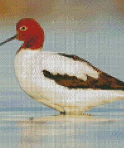 Avocet Birds Diamond Painting