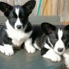 Black And White Corgi Dogs Diamond Painting