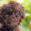 Black Poodle Puppy Face Diamond Painting