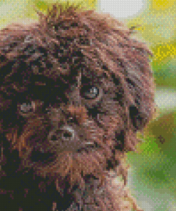 Black Poodle Puppy Face Diamond Painting