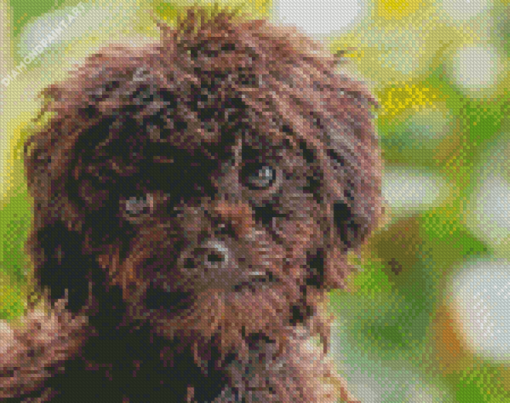 Black Poodle Puppy Face Diamond Painting