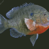 Bluegill Fish Diamond Painting