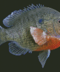 Bluegill Fish Diamond Painting