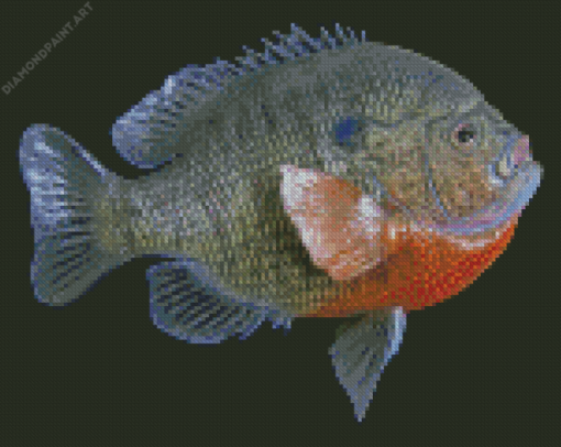 Bluegill Fish Diamond Painting