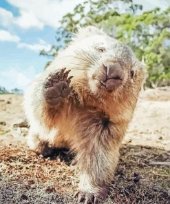 Cute Wombat Diamond Painting