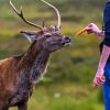 Deer Feeding Diamond Painting