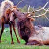 Elks Animals Diamond Painting