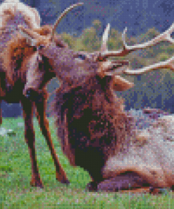 Elks Animals Diamond Painting