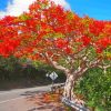 Flamboyant Tree Diamond Painting