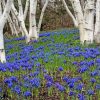 Forest With Bluebells Diamond Painting