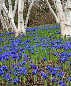 Forest With Bluebells Diamond Painting