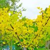 Ginkgo Tree Diamond Paintings